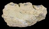 Mosasaur (Platecarpus) Jaw Section - Kansas #60667-2
